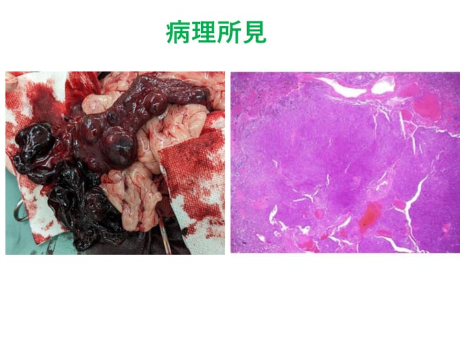 秋吉先生スライド_ページ_25