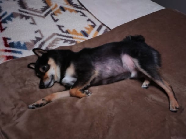 緒方丸2
