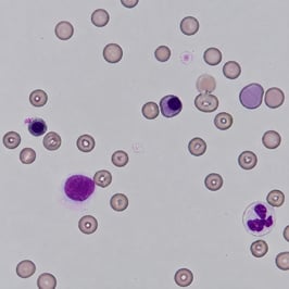IMHA_英語版Fig1-a