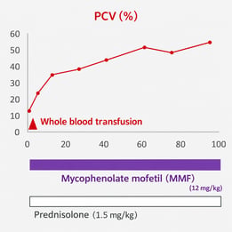IMHA_英語版Fig1-b